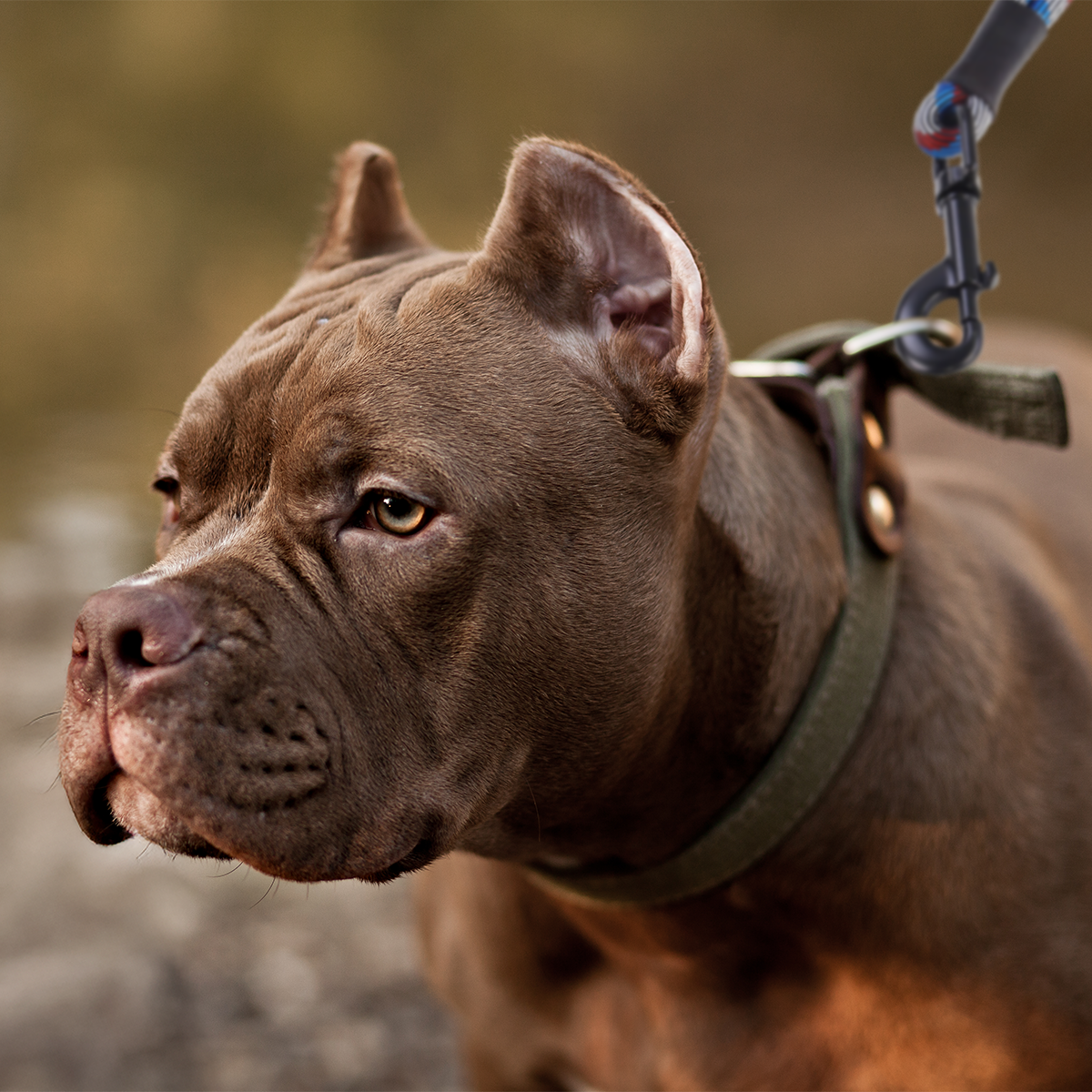 Close up of big dog with Control Leash on collar in background