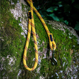 leash on tree trunk with moss