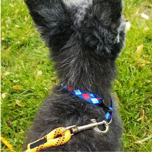 dog with rope leash attached to neck