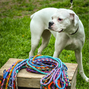 variety of leashes lying on the box
